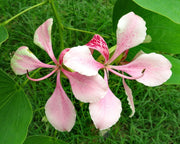 Orchid Seeds, Bauhinia Variegata