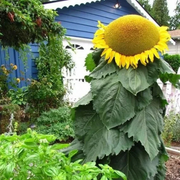 Mongolian Giant Sunflower Seeds