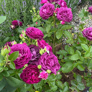 Rosa Seeds, Twilight Zone