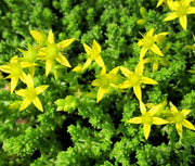 Ground Cover Succulent Gold Moss Sedum Seeds