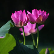 Bonsai Lotus Seeds