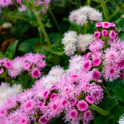 Pink Floss Seeds