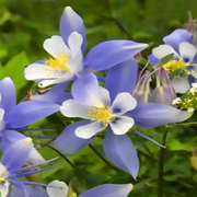 Rocky Mountain Columbine Seeds