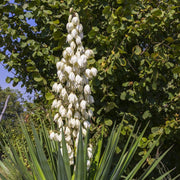 Hardy Yucca Seeds