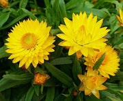 Long Everlasting Seeds