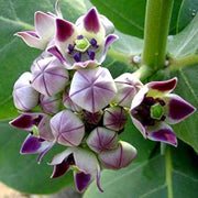 Giant Milkweed Calotropis Gigantea Seeds, Harbal