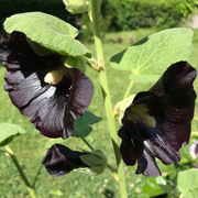 Blacknight Hollyhock Seeds