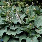 Blue Angel Plantain Lily Seeds