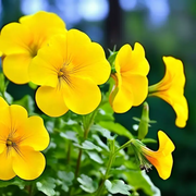 Compact Calibrachoa Seeds