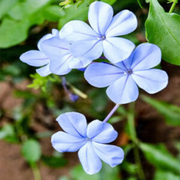 Blue Plumbago Seeds