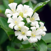 Fragran Orange Jessamine Seeds