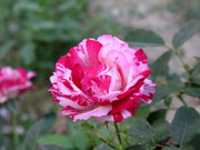 White & Pink Rose Mix Rosa spp. Seeds