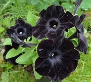 Black Velvet Petunia Seeds