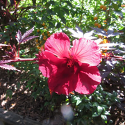 Mahogany Splendor Hibiscus Seeds