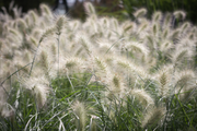 Ornamental White Fountain Seeds