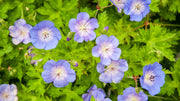 Hardy Cranesbill Geranium Seeds