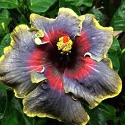 Rare Mixed Hibiscus Seeds