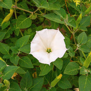 Night Blooming Vine Moon Seeds