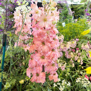 Pink Delphinium Seeds