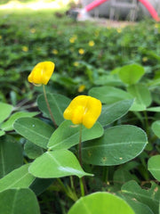 Pinto Peanut Seeds