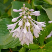 Fragrant Seeds, Hosta plantaginea