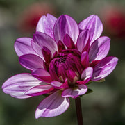 Lauren Michele Dahlia Seeds