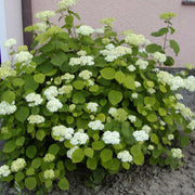 Hardy Smooth Hydrangea Seeds