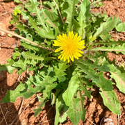 French Dandelion Seeds