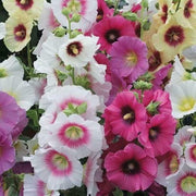 Mixed Hollyhock Seeds
