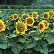 Dwarf Sunspot Sunflower Seeds