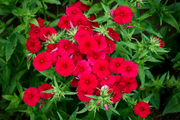 Drummond Phlox Seeds
