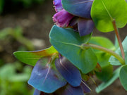 Blue Shrimp Cerinthe Seeds