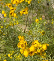 Feathery Cassia Seeds