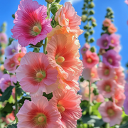 Peach Hollyhock Seeds