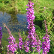 Purple Loosestrife Seeds