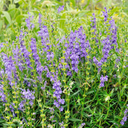 Blue Skullcap Scutellaria Incana Seeds