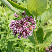 Milkweed Seeds - For Home Gardens Seeds