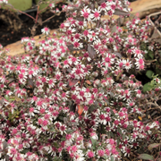 Lady in Black Calico Aster Seeds
