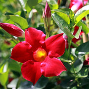 Sanderi Mandevilla Seeds
