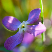 Evening Scented Stock Seeds