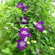 Joan Lorraine Asarina Seeds, Herbal