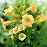 Flava Campsis Radicans Seeds