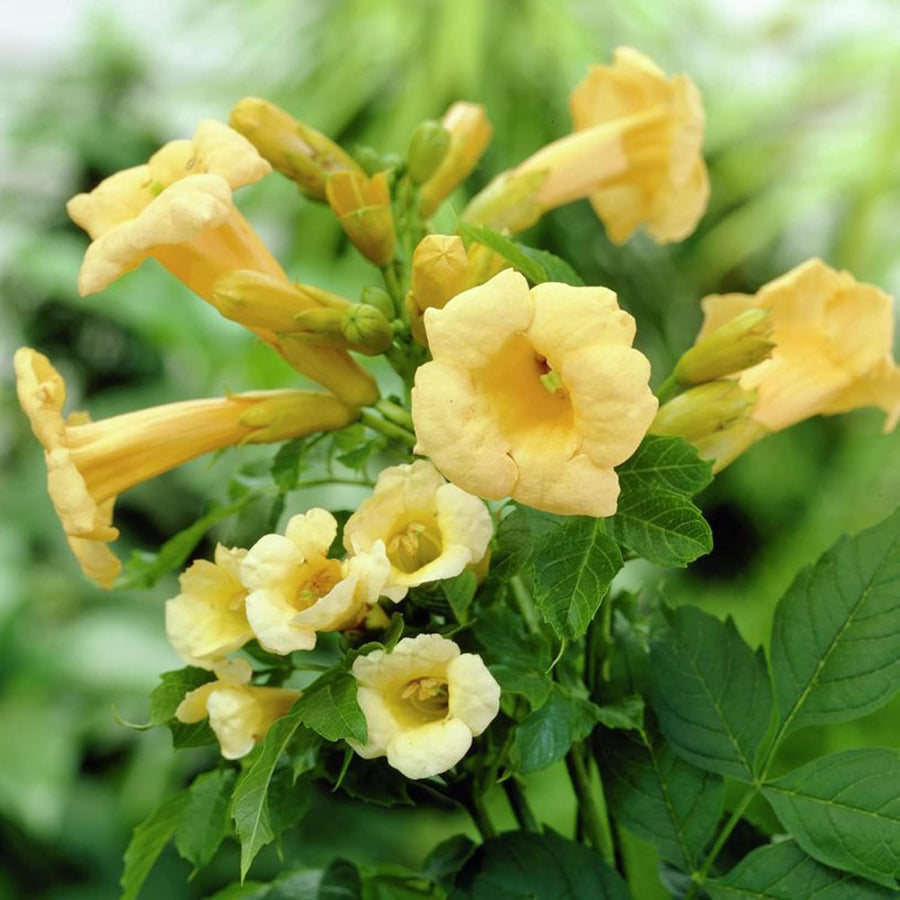 Flava Campsis Radicans Seeds