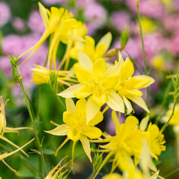 Bright Yellow Aquilegia Seeds