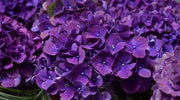 Dark Purple Hydrangea Seeds