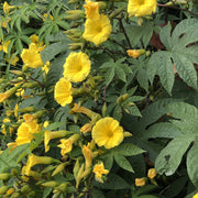 Hawaiian Woodrose Merremia Tuberosa Seeds