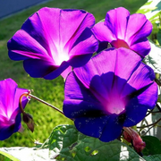 Star of Yelta Morning Glory Seeds