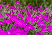 Cheddar Pink Seeds