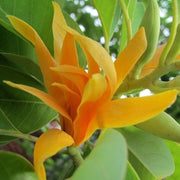 Champaca Magnolia Seeds