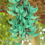 Macrobotrys Strongylodon Seeds